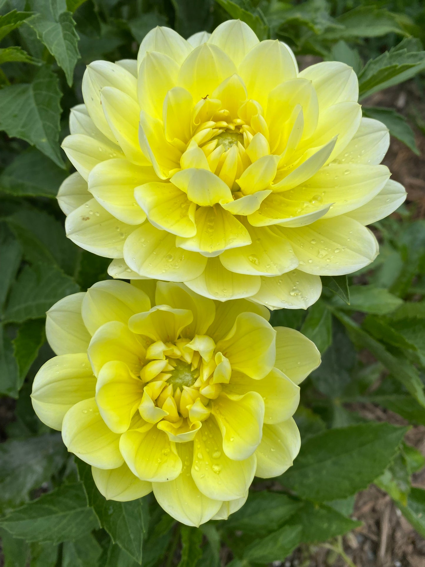Sandia Joy Tuber