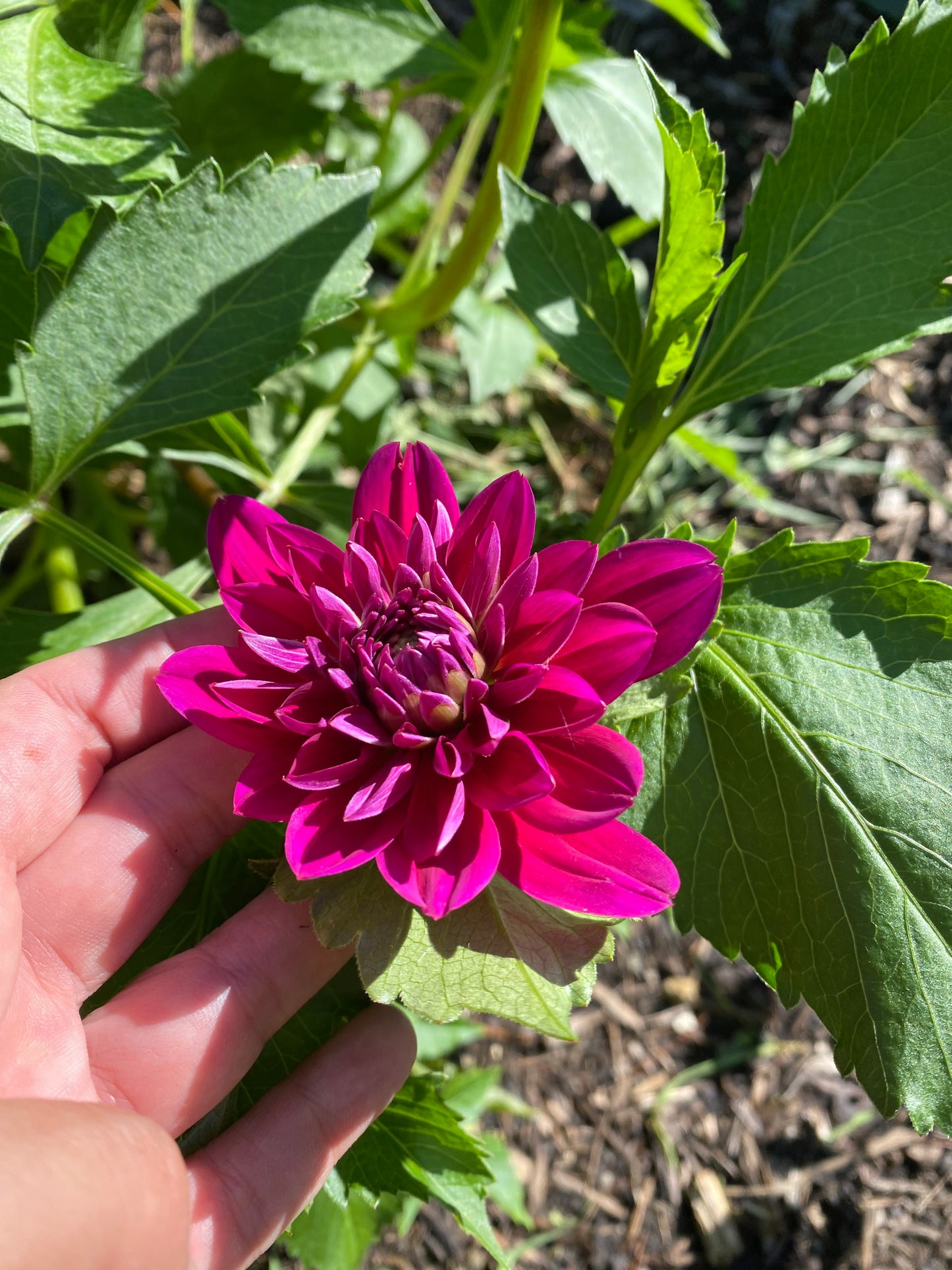 Sandia Nocturne Tuber