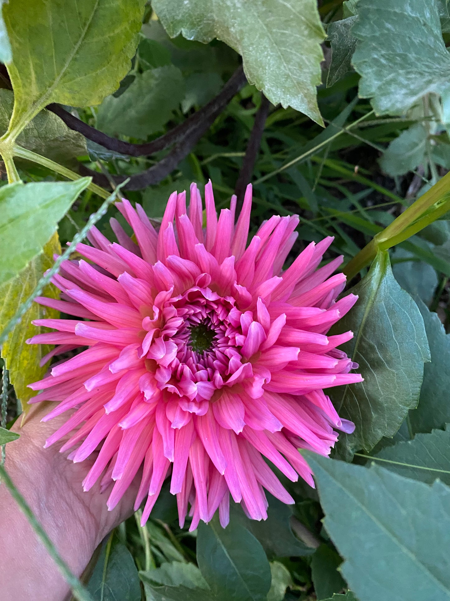 Allen's Smokey Skies Tuber