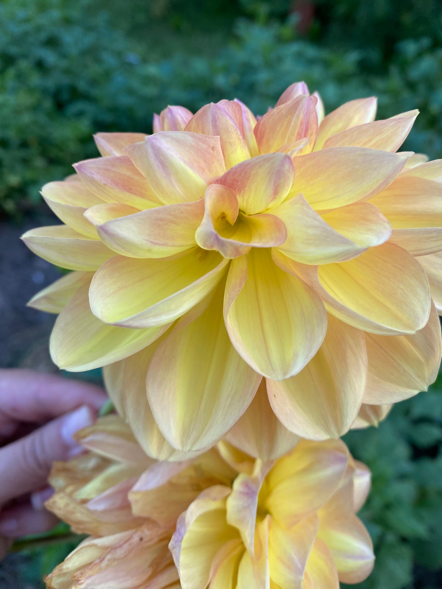 Ace Summer Sunset Tuber