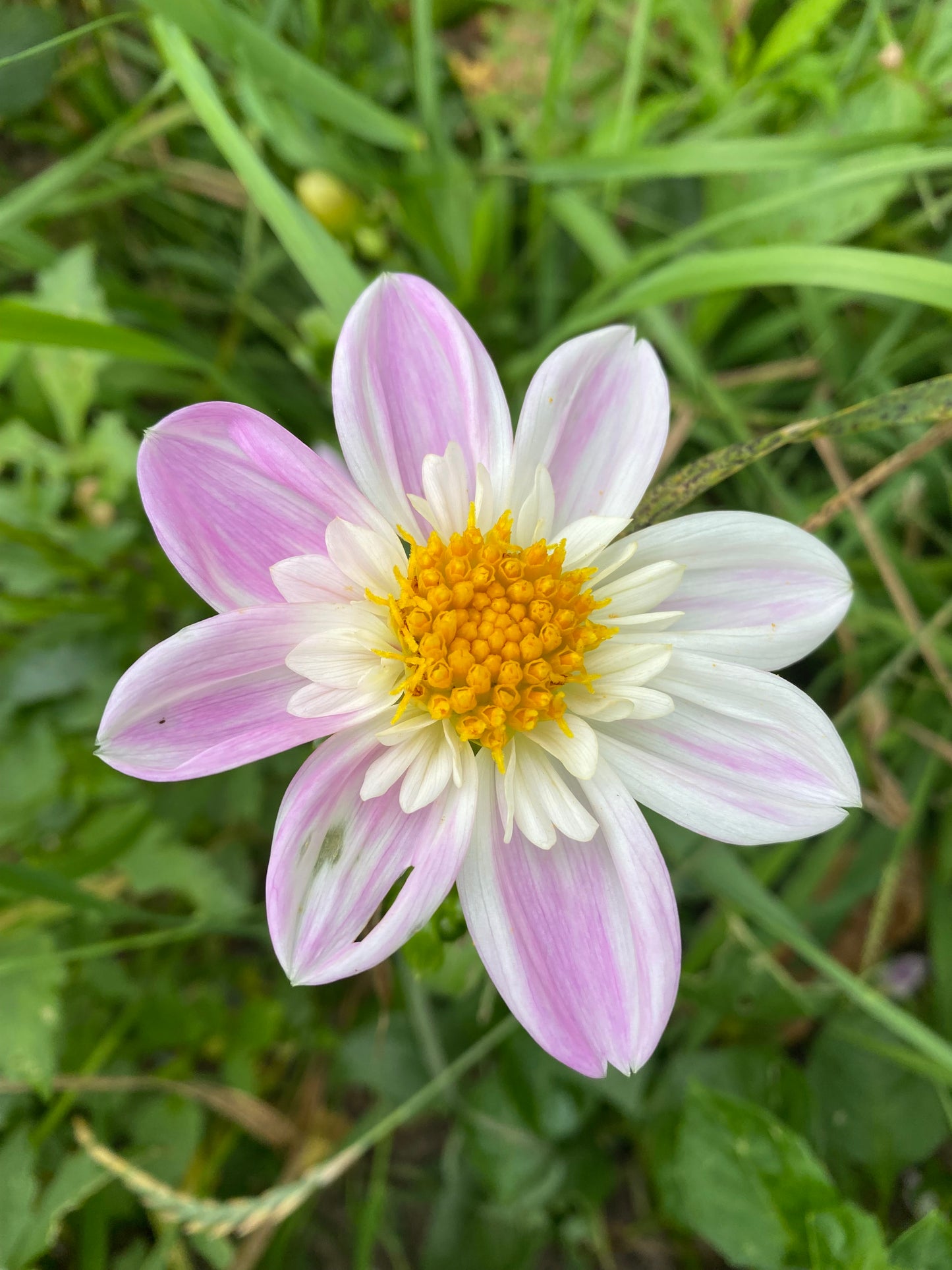 Impression Famosa Tuber