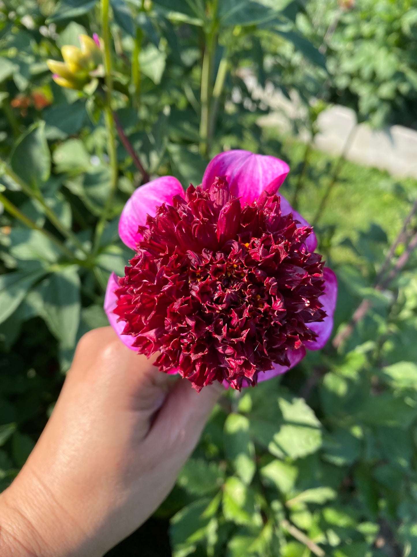 GG Ruby Tuesday Tuber