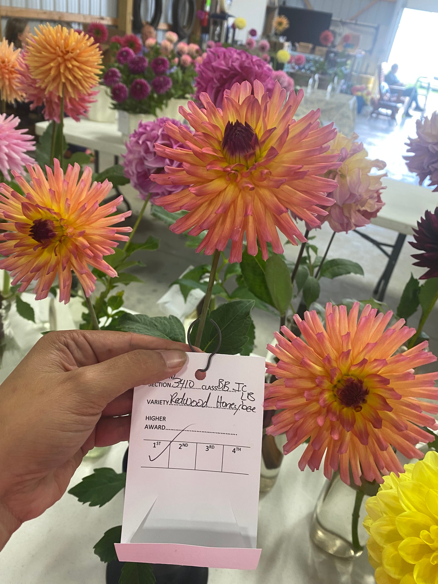 Redwood Honeybee Tuber