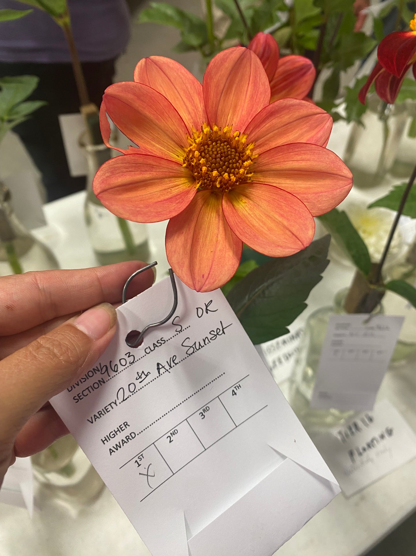 20th Ave Sunset Tuber