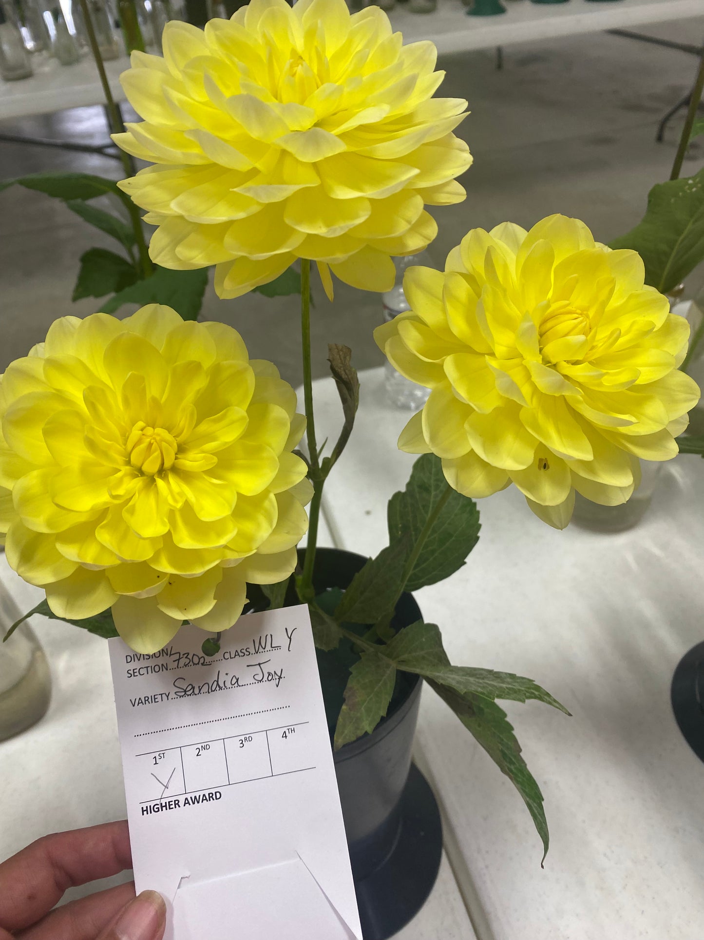 Sandia Joy Tuber