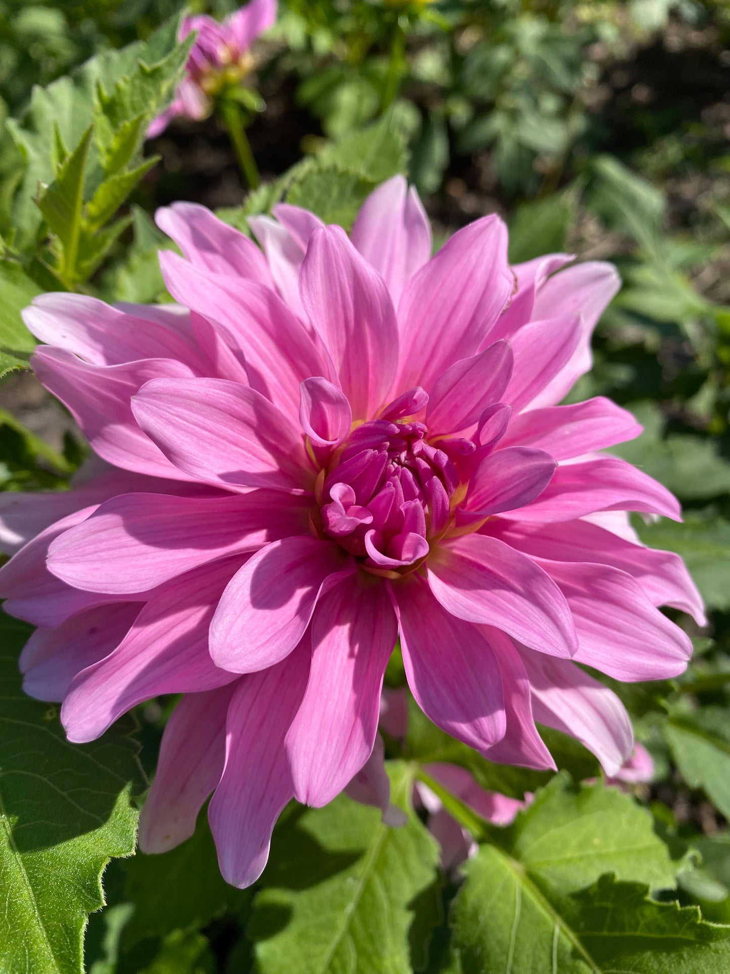 River's Watermelon Tuber