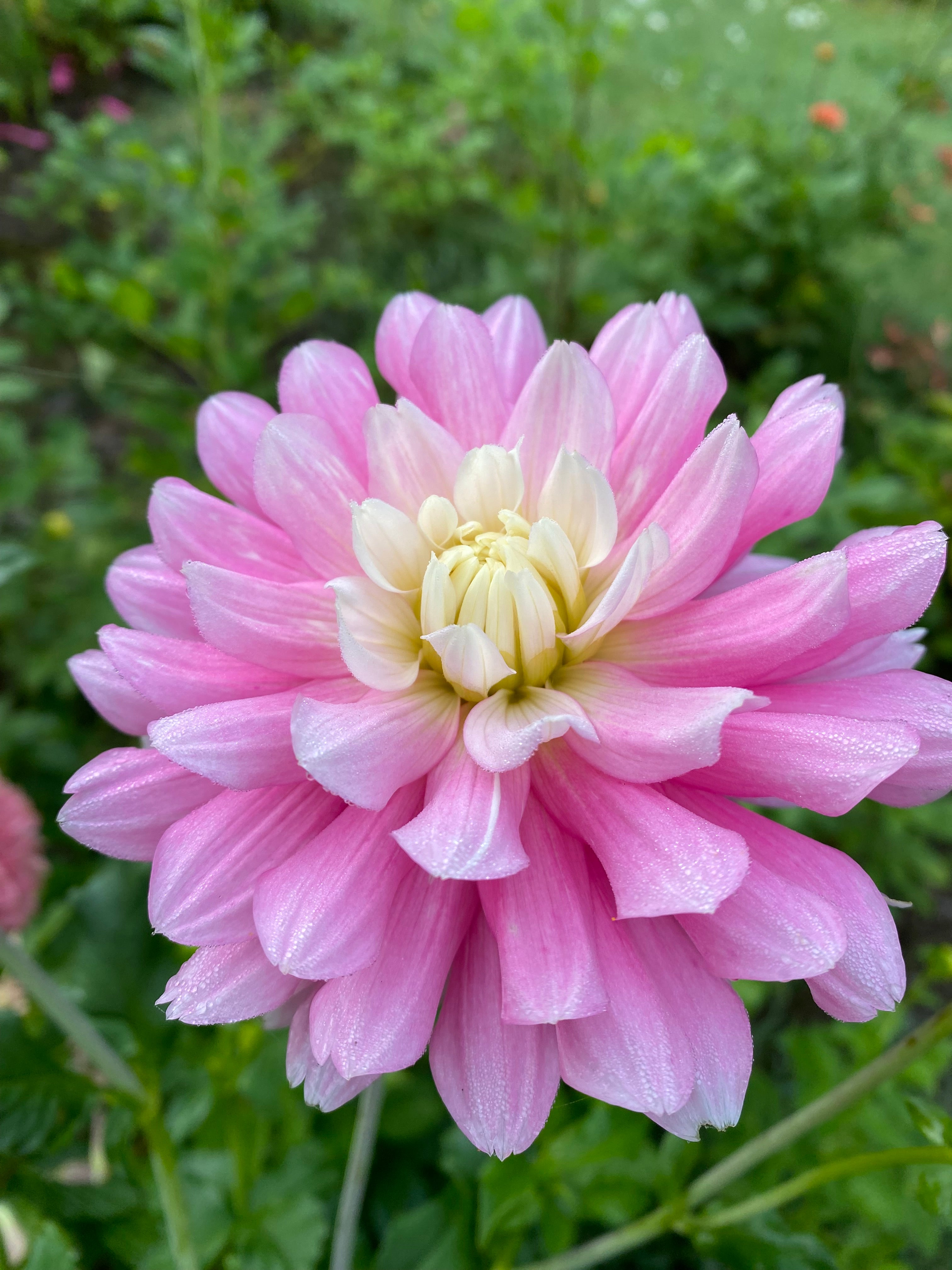 Chilson's Pride Tuber Dinosaur Dahlias