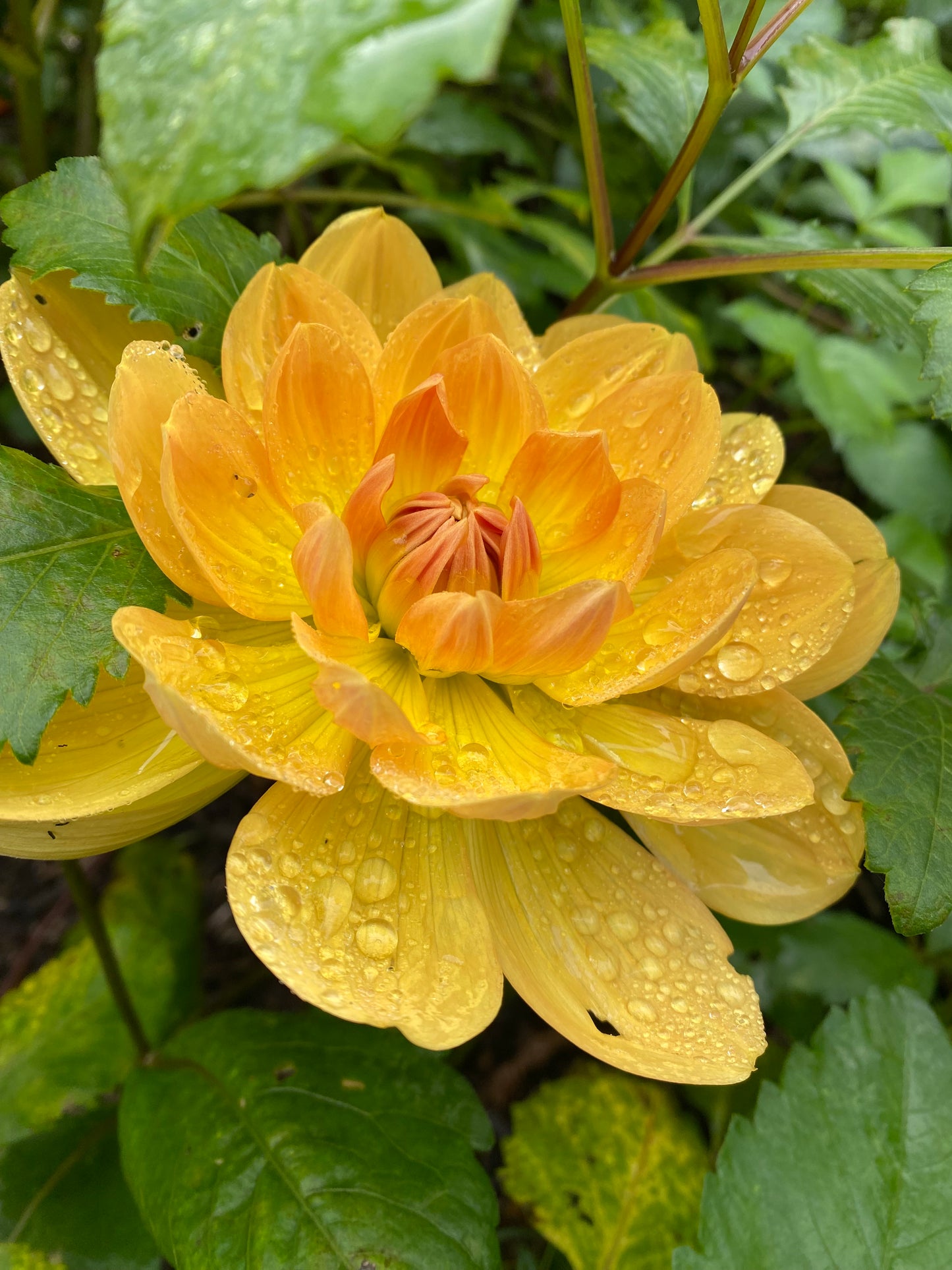 Hollyhill Honeygold Tuber