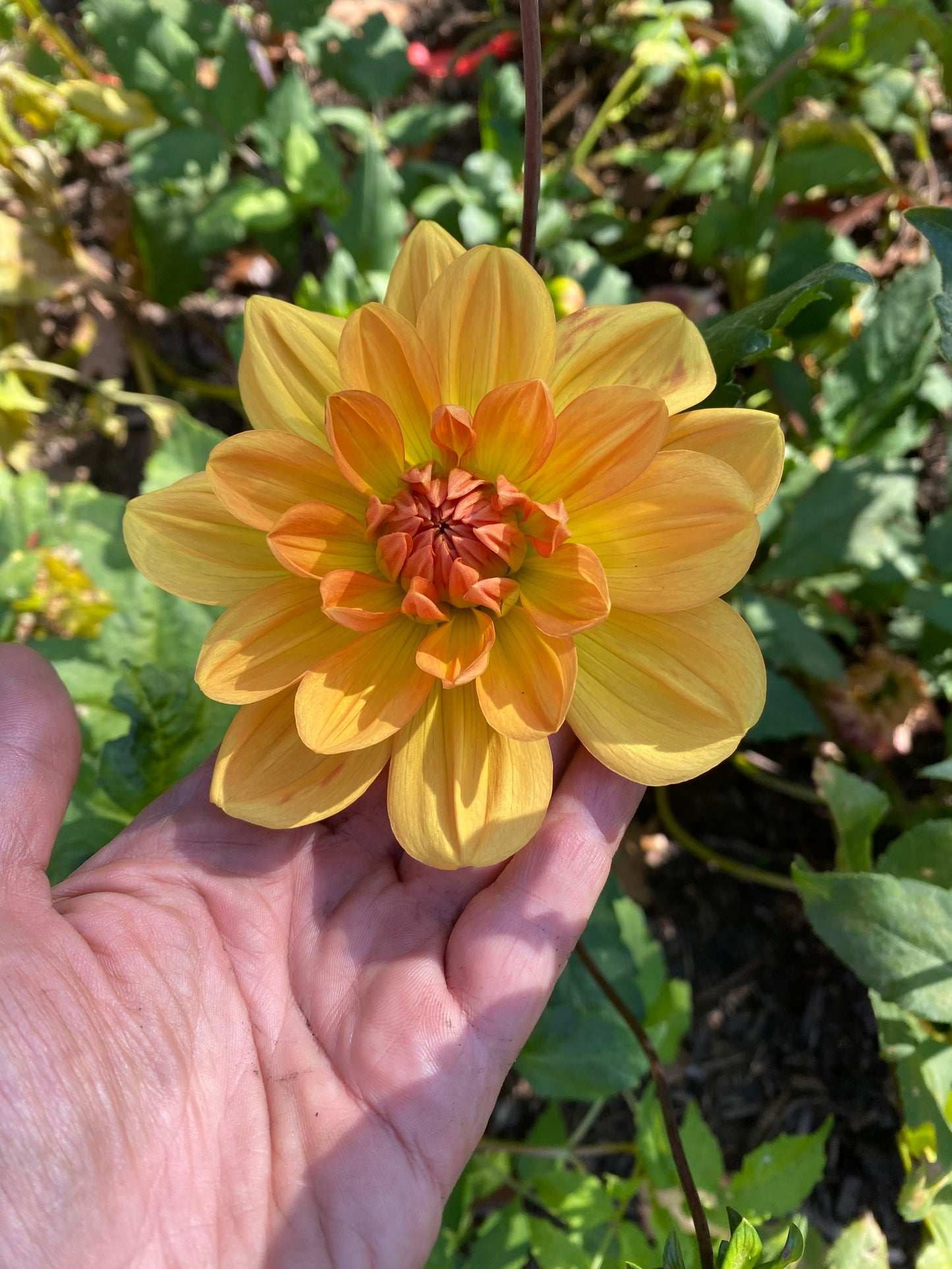 Hollyhill Honeygold Tuber