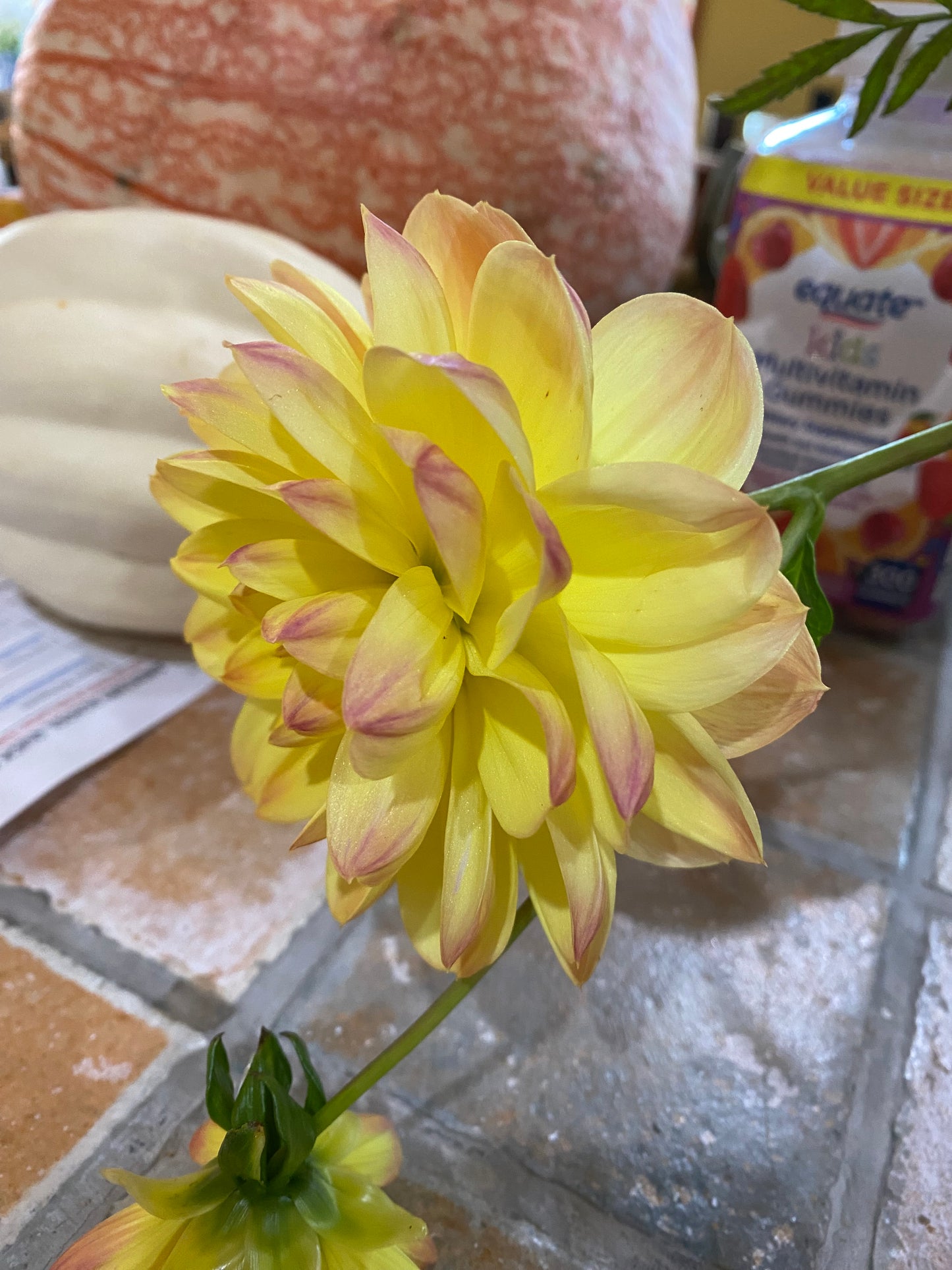 Bracken Lorelei Tuber