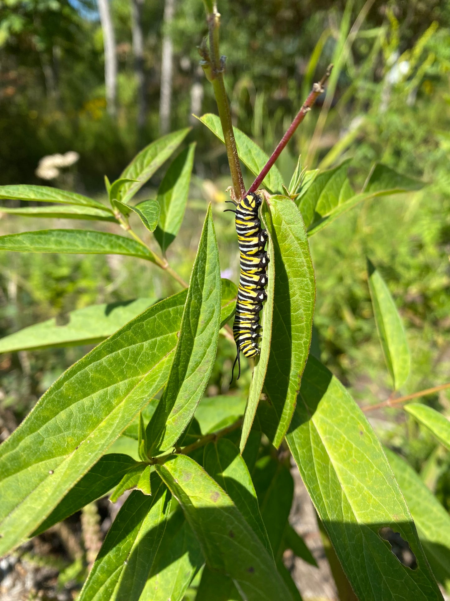 Hapet Celebration Tuber
