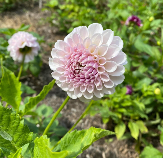 Eden's Blush On Tuber