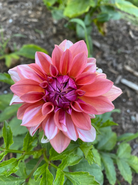 Mystery Grab Tuber--Grab a few!