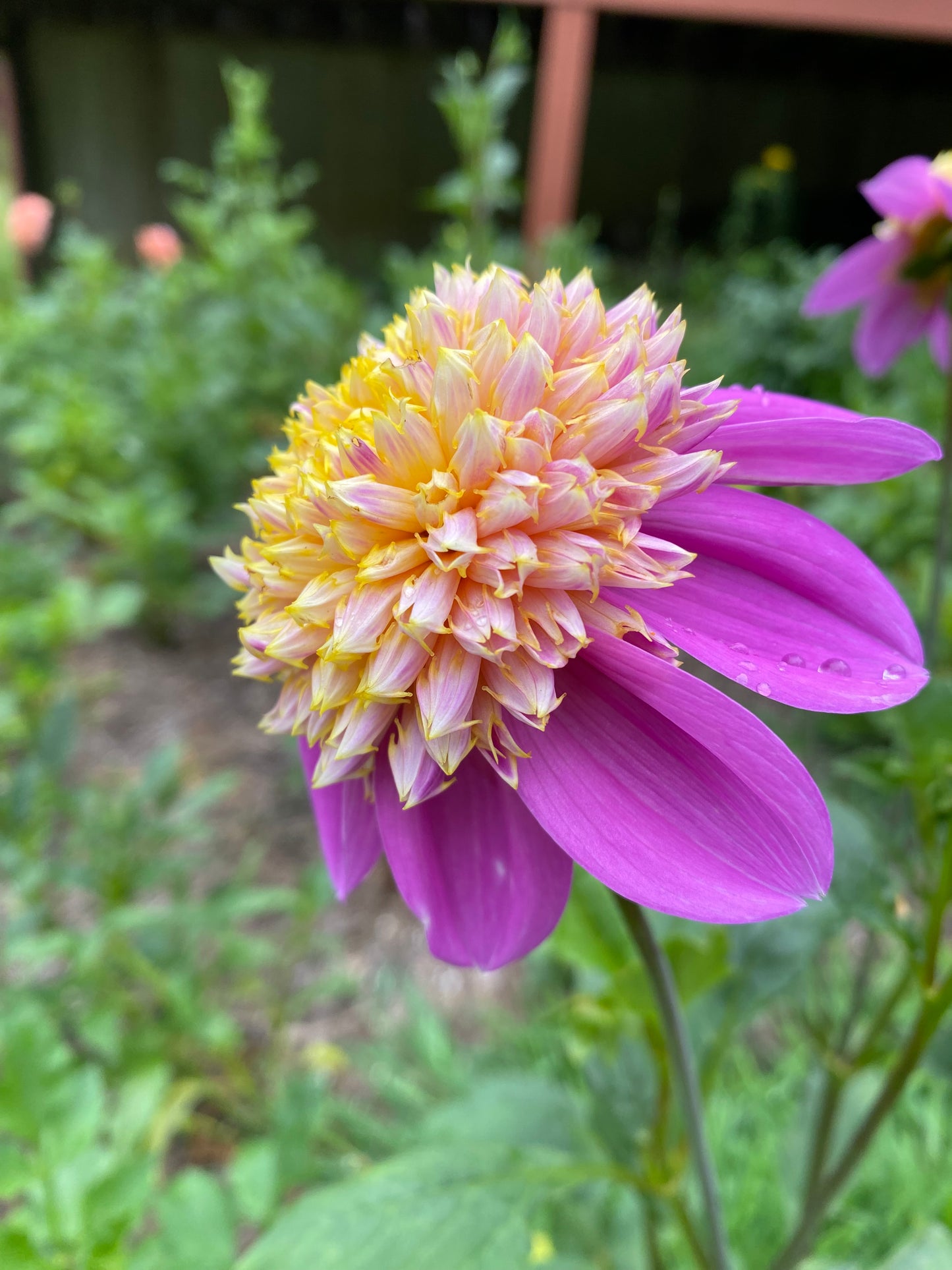 Bloomquist Ginnie Tuber
