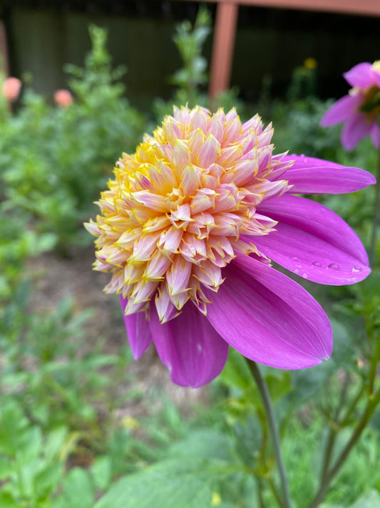 Bloomquist Ginnie Tuber