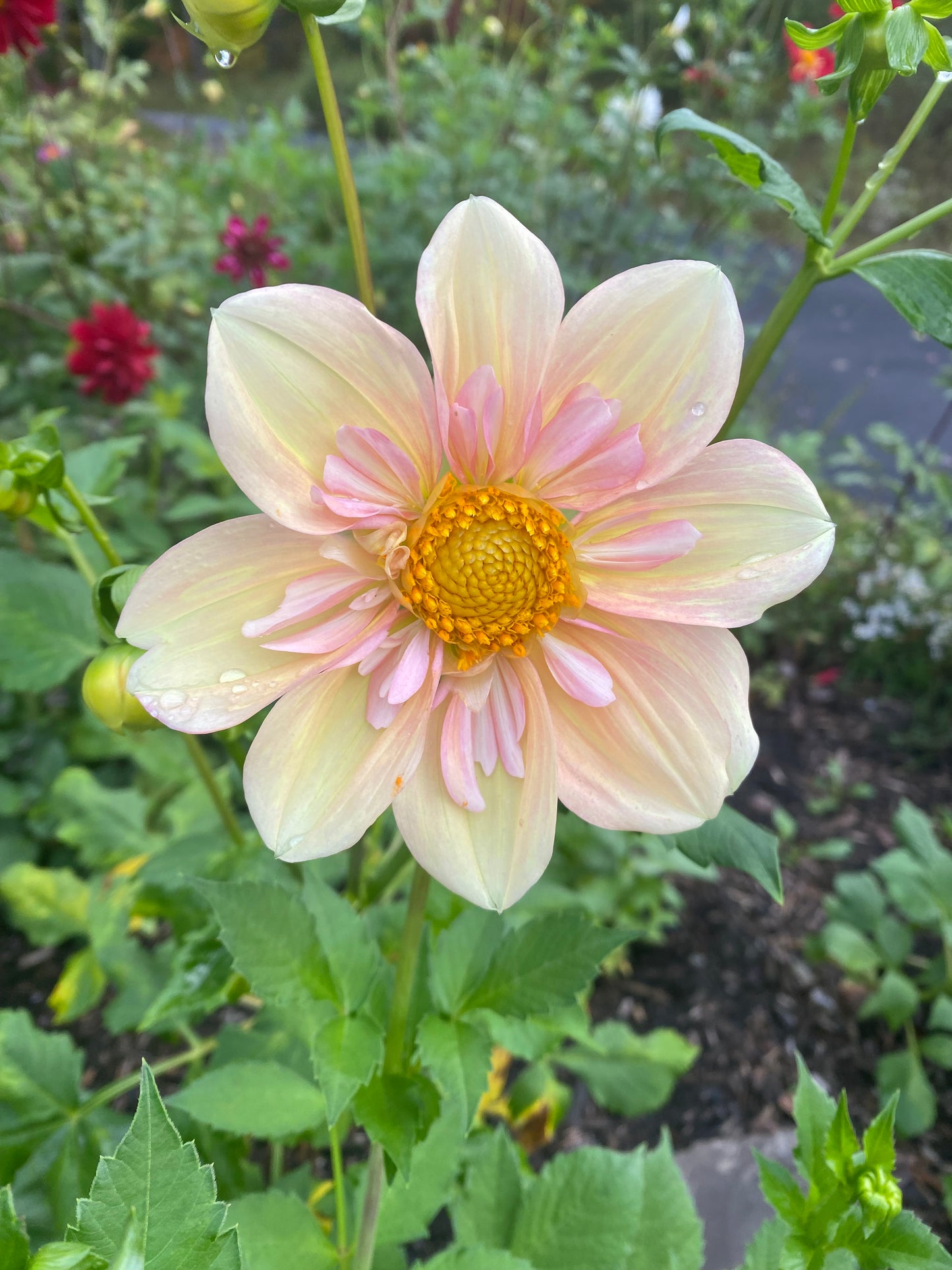 Apple Blossom Tuber