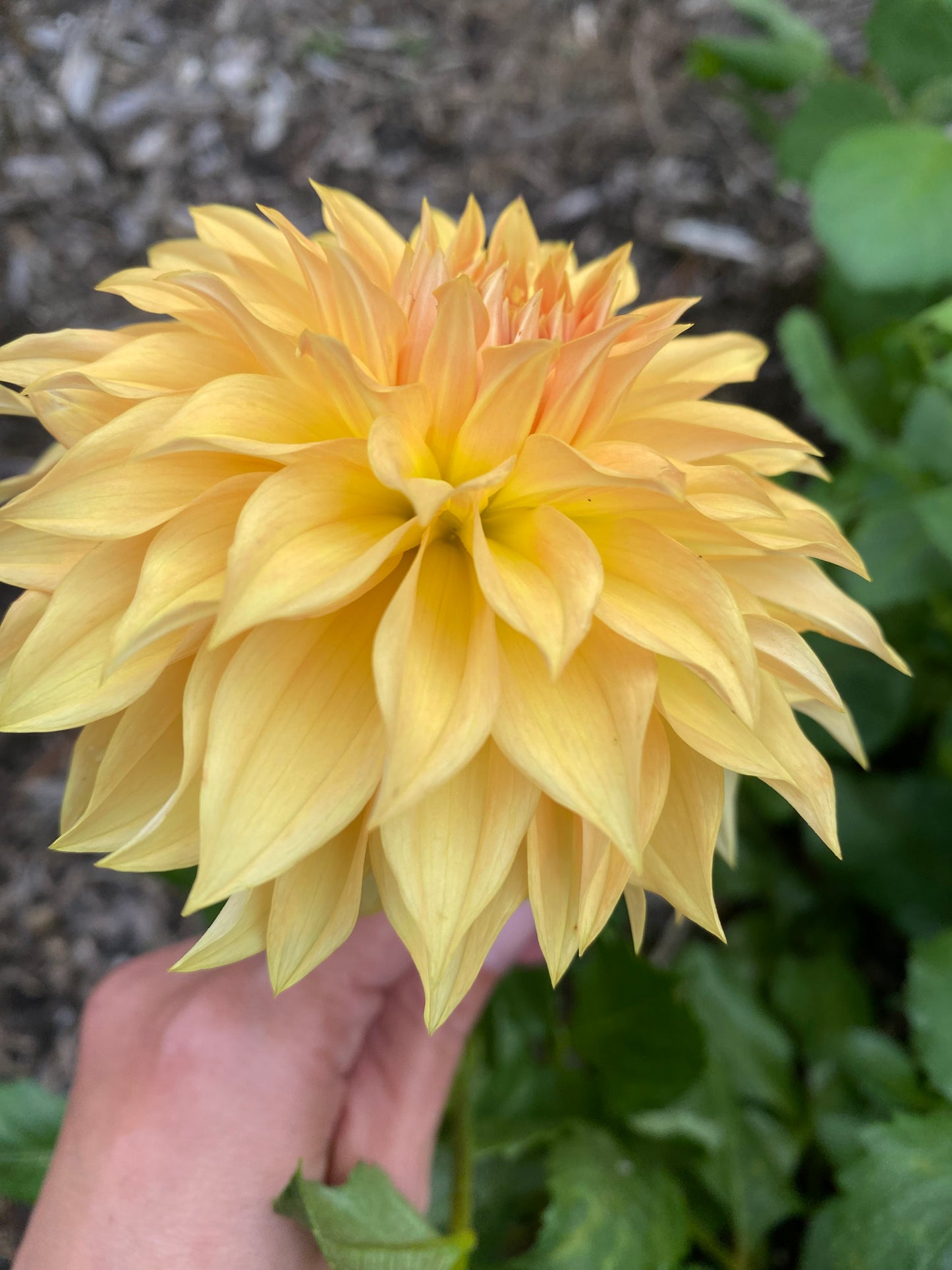 Country Sweetheart Tuber