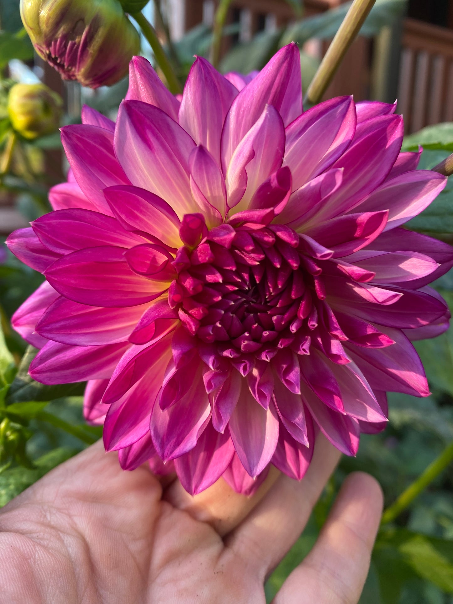 Sungate's Stryker Tuber