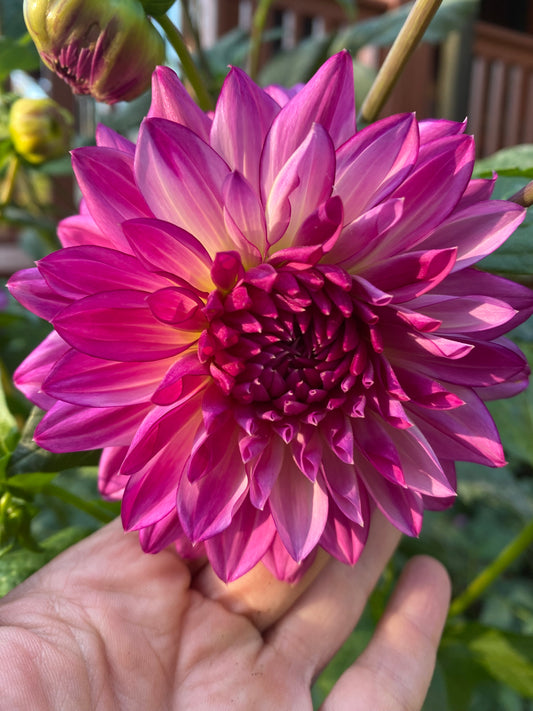 Sungate's Stryker Tuber