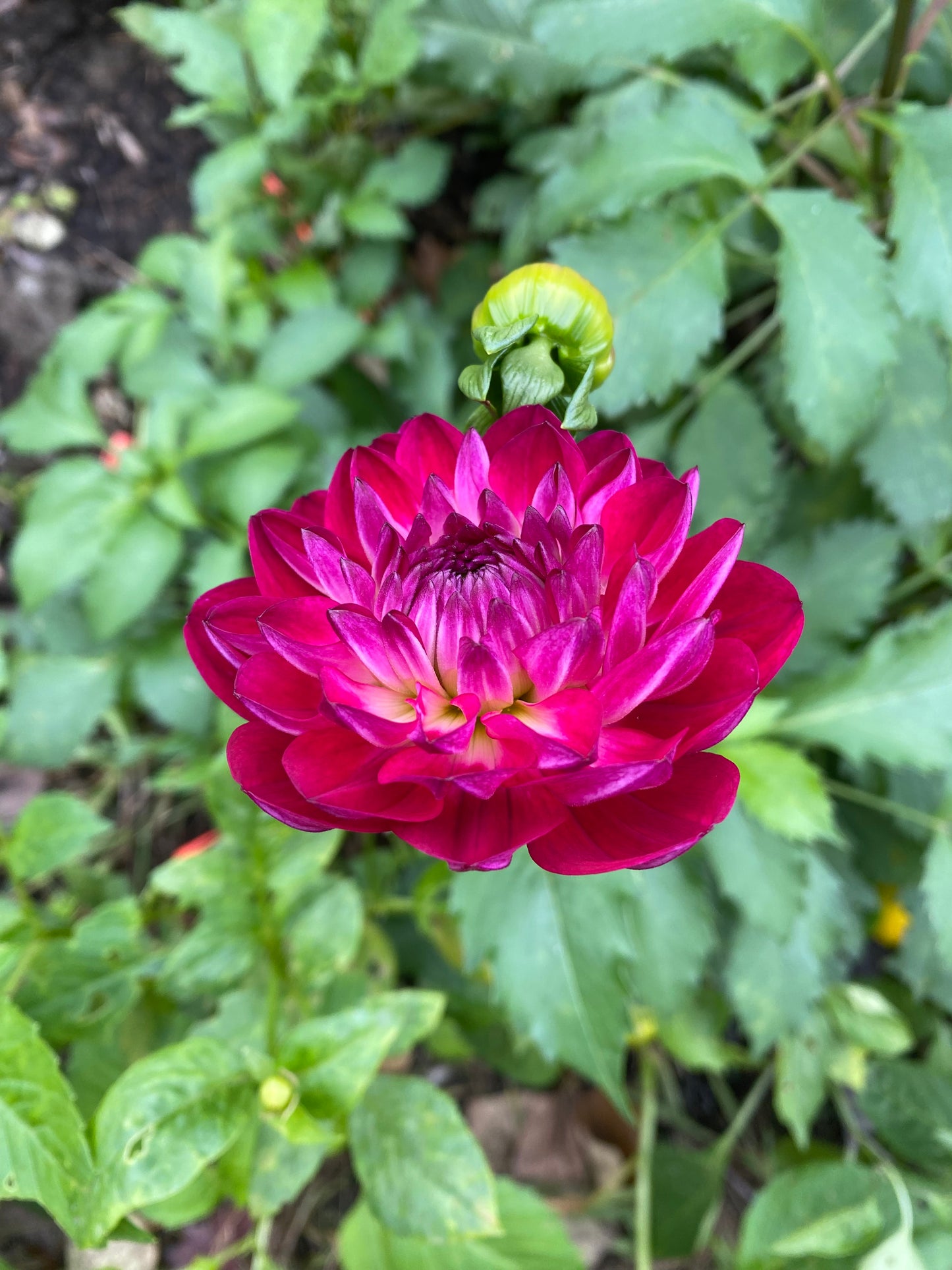 Sandia Bertha Tuber