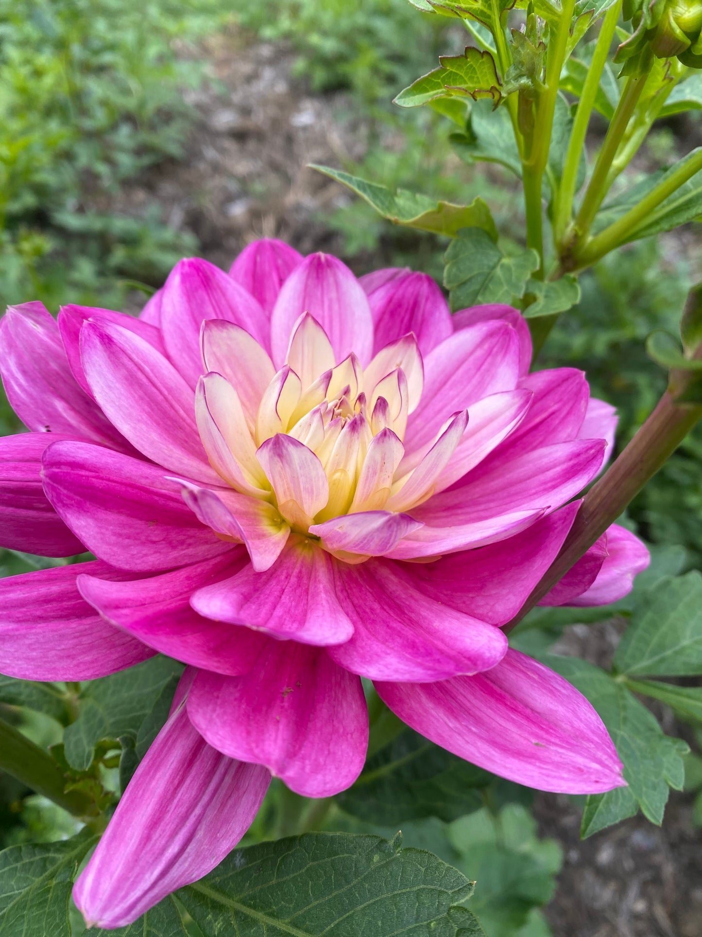 Hollyhill Pink Martini Tuber