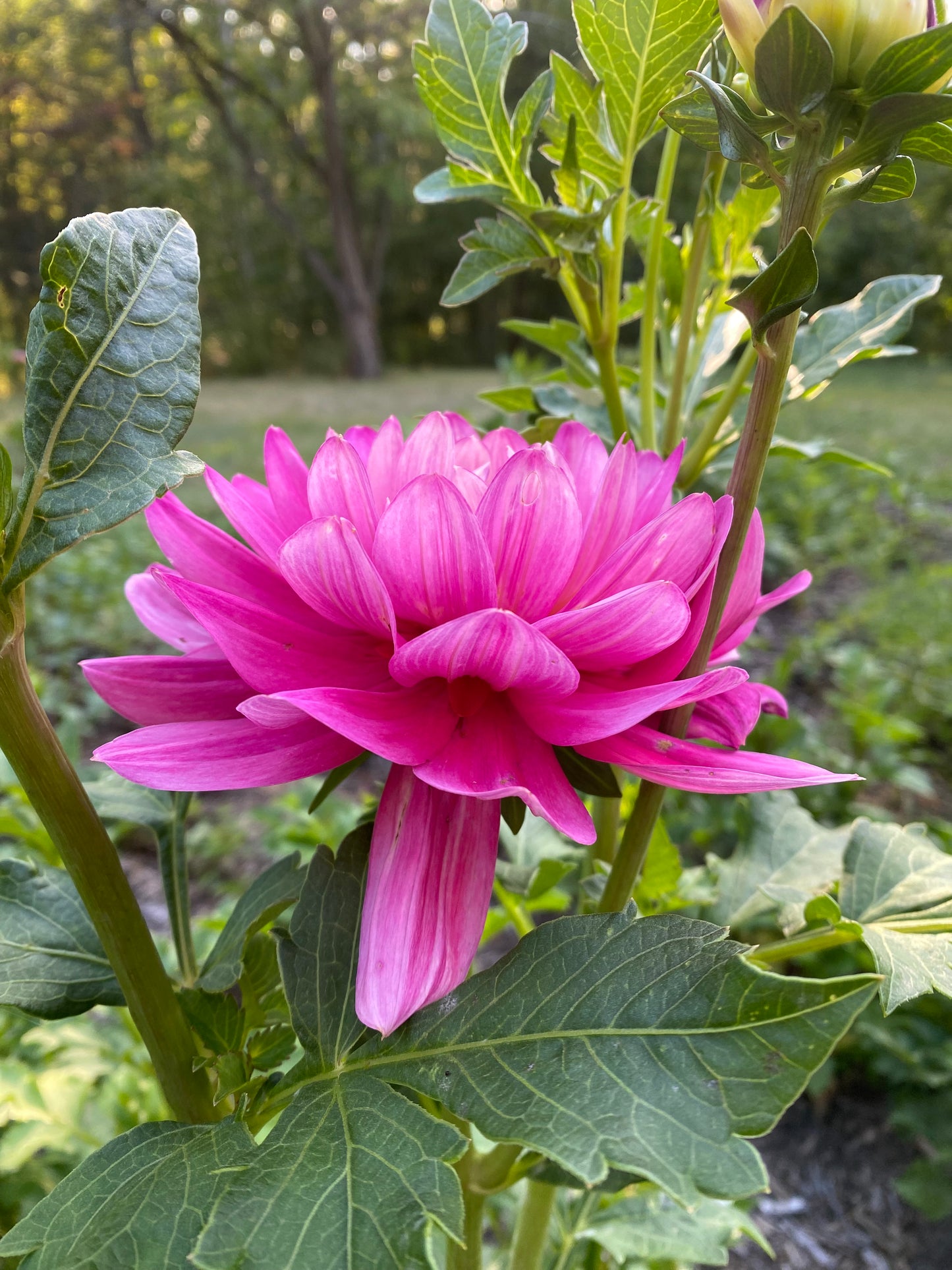 Hollyhill Pink Martini Tuber