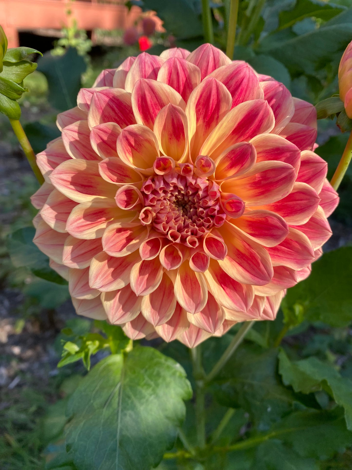 Darbro Highland Tuber