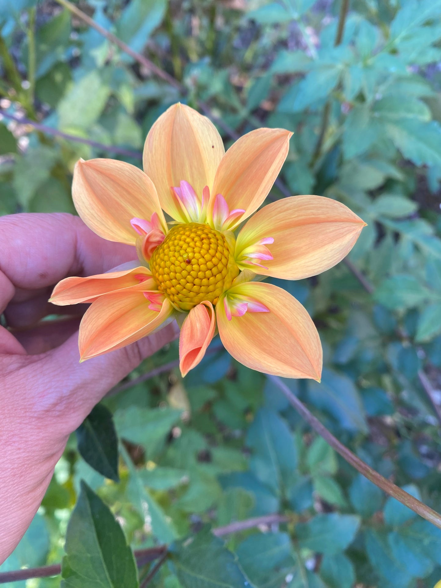 Trillium Finch tuber