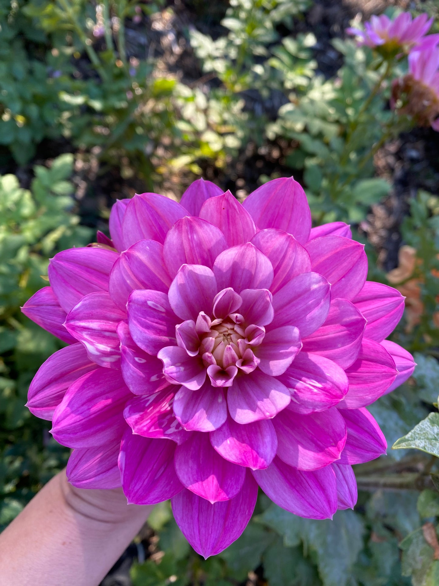 Hollyhill Pink Martini Tuber