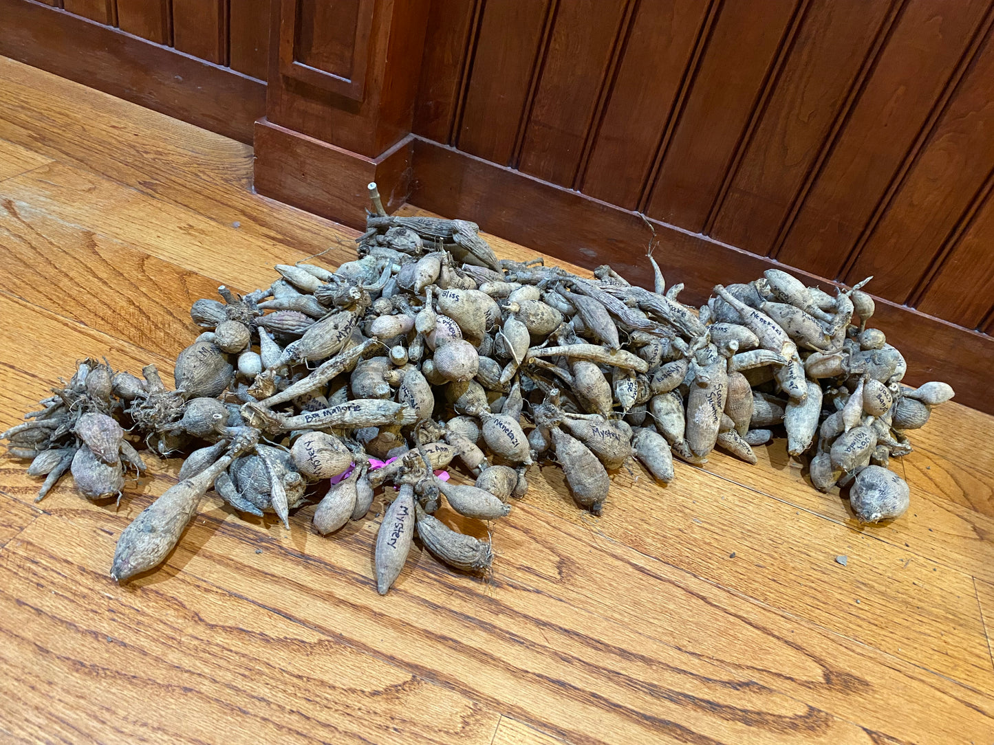 Mystery Grab Tuber--Grab a few!